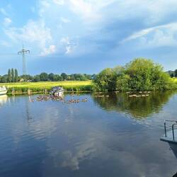 Morgens zieht es schon Massen an Gänsen auf's Wasser