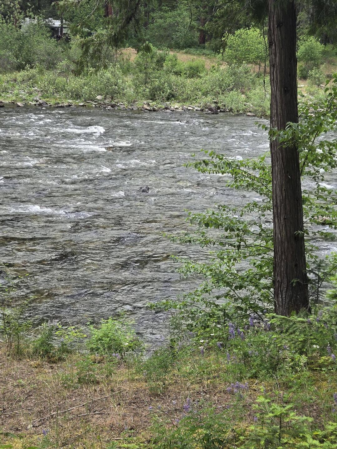 The Yaak River by our campsite.