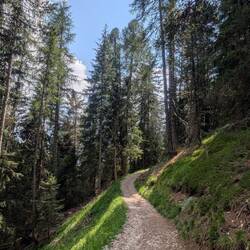 Meadows turned to forests