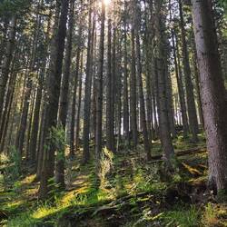 Immer wieder schöner Wald!
