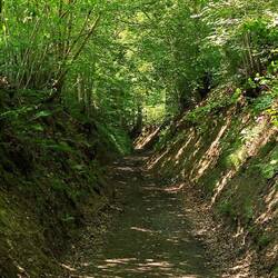Schöner Hohlweg, kurz hinter Hammer.