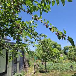 Maulbeeren