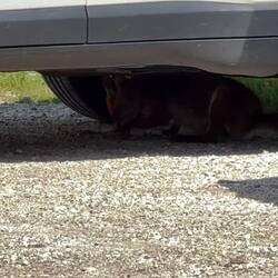 Fuchs du hast den Knochen gestohlen oder so...