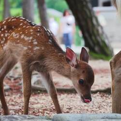 Judging by the incredibly high-pitched voices, the Asians in question absolutely loved baby deer.