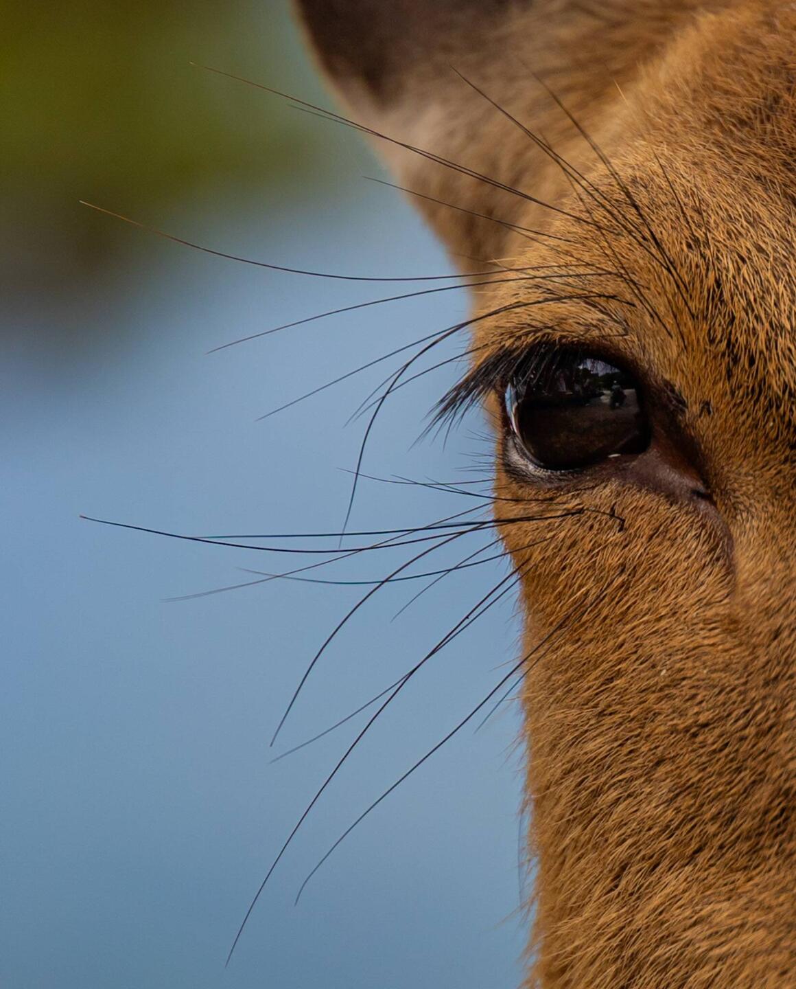 Look at all the loveable deer features!