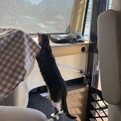 Is that wildlife?