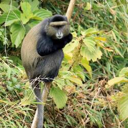 Golden Monkeys