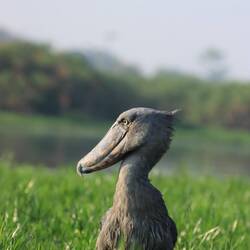 Shoebill Stork