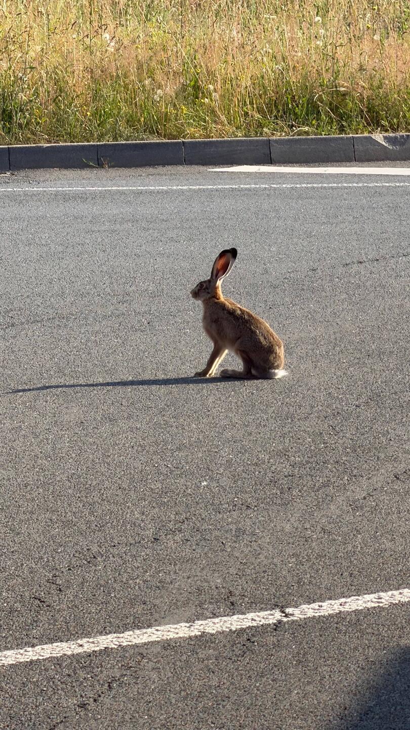 Der einzige Verkehrsteilnehmer heute morgen 