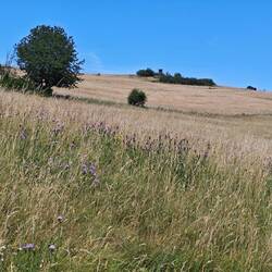 Eifel-Plateau