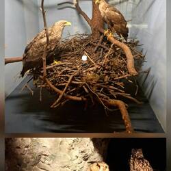 Seeadler & Uhu