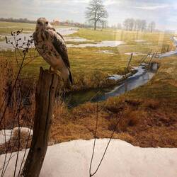 Mäusebussard in Winterlandschaft