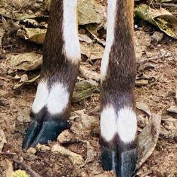 Frisch ab Pedicure