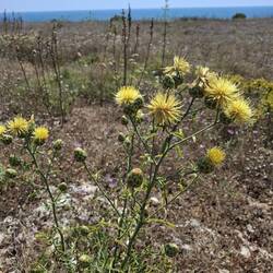 Gelbe Sterndistel