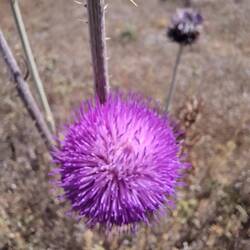 Texas-Lila-Distel