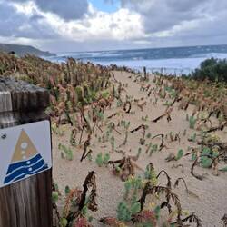 Cape to Cape trail - bit of deep sand walking, but easy track otherwise