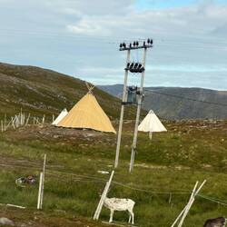 Sami Tipis und ihre Rentiere