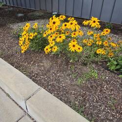 Native plants outside the College of Nursing
