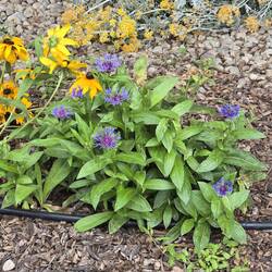 More native plants