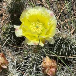 Plains Pricklypear