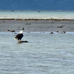 Tidepooling at Bishop's Beach. No real tidepools, but cool eagle sighting.