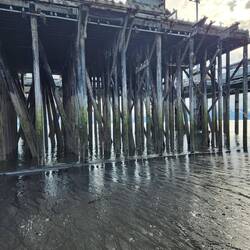 Trying to find sealife on the piers at negative tide. No luck.
