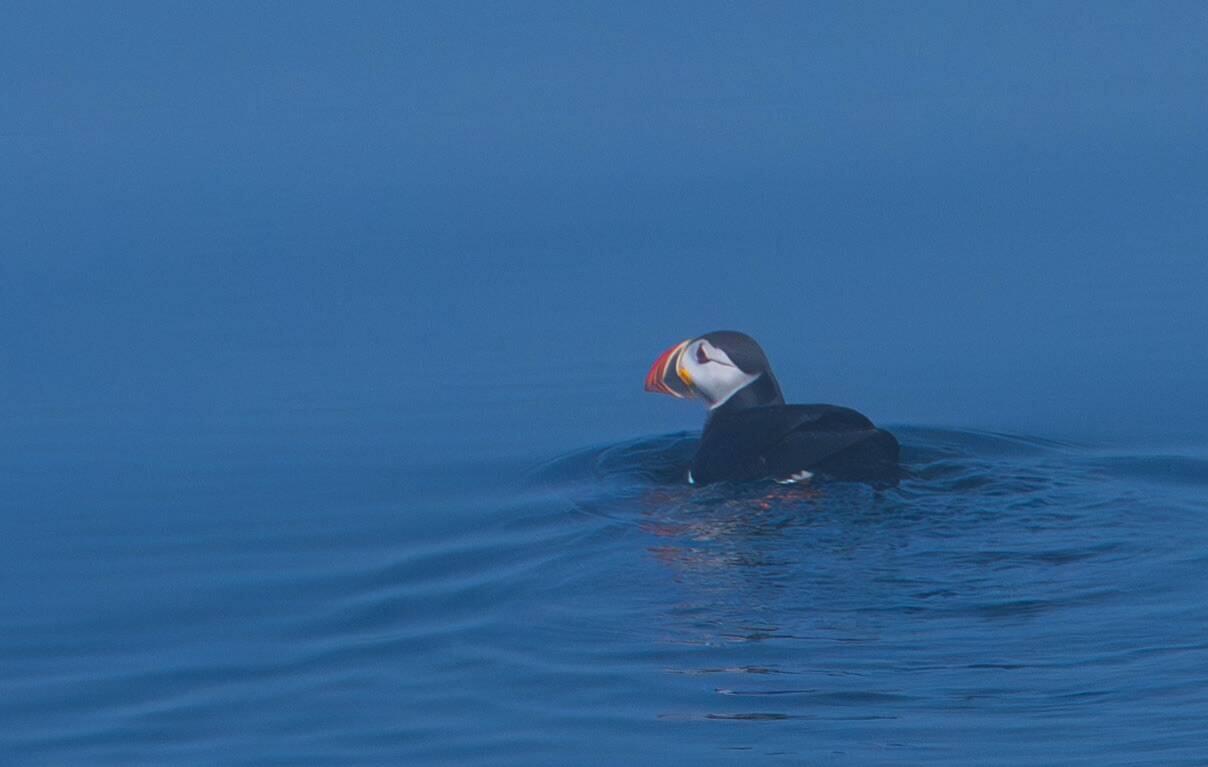 Puffins - funny fellows that I last met on the Faroes.