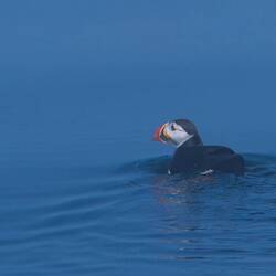 Puffins - funny fellows that I last met on the Faroes.