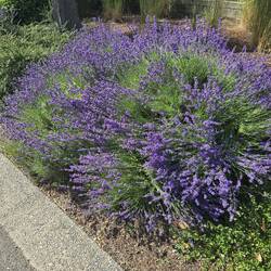 Beautiful lavender