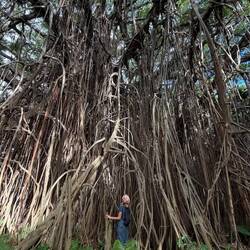 größter und ältester Banjan (Ficus Benjamini) der Welt (200 m breit, 80 m hoch, 800 Jahre alt