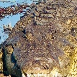 Nilkrokodil
