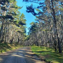 The dead forest
