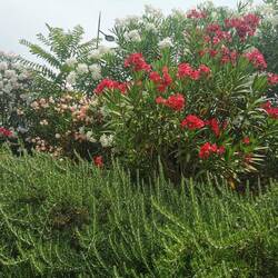 Oleander und Rosmarin