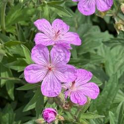 Geranium