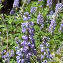 Lupinus Argenteus