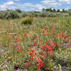 Scarlet Trumpet