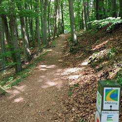 ... durch schönen Wald