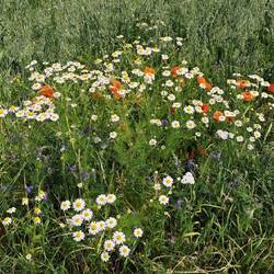 Zwischen Golbach und Sisterfelderheistert