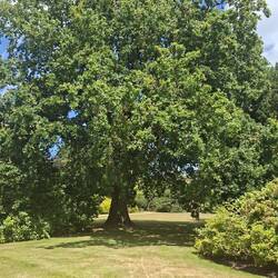 As were all the mature trees all over the estate