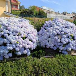 Normal state of hydrangeas here