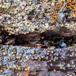 Can you spot the crab? 🦀