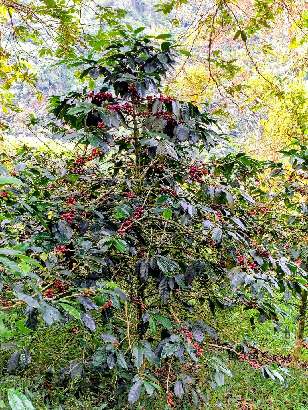 So ein schöner Kaffeestrauch unter perfekten Schatten spendenden Bäumen 👍🤩