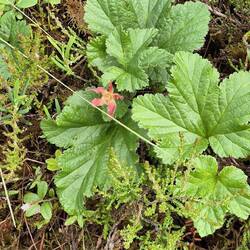 Moltebeeren , auch im Sumpfgebiet.