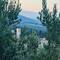 View with the omnipresent olive trees