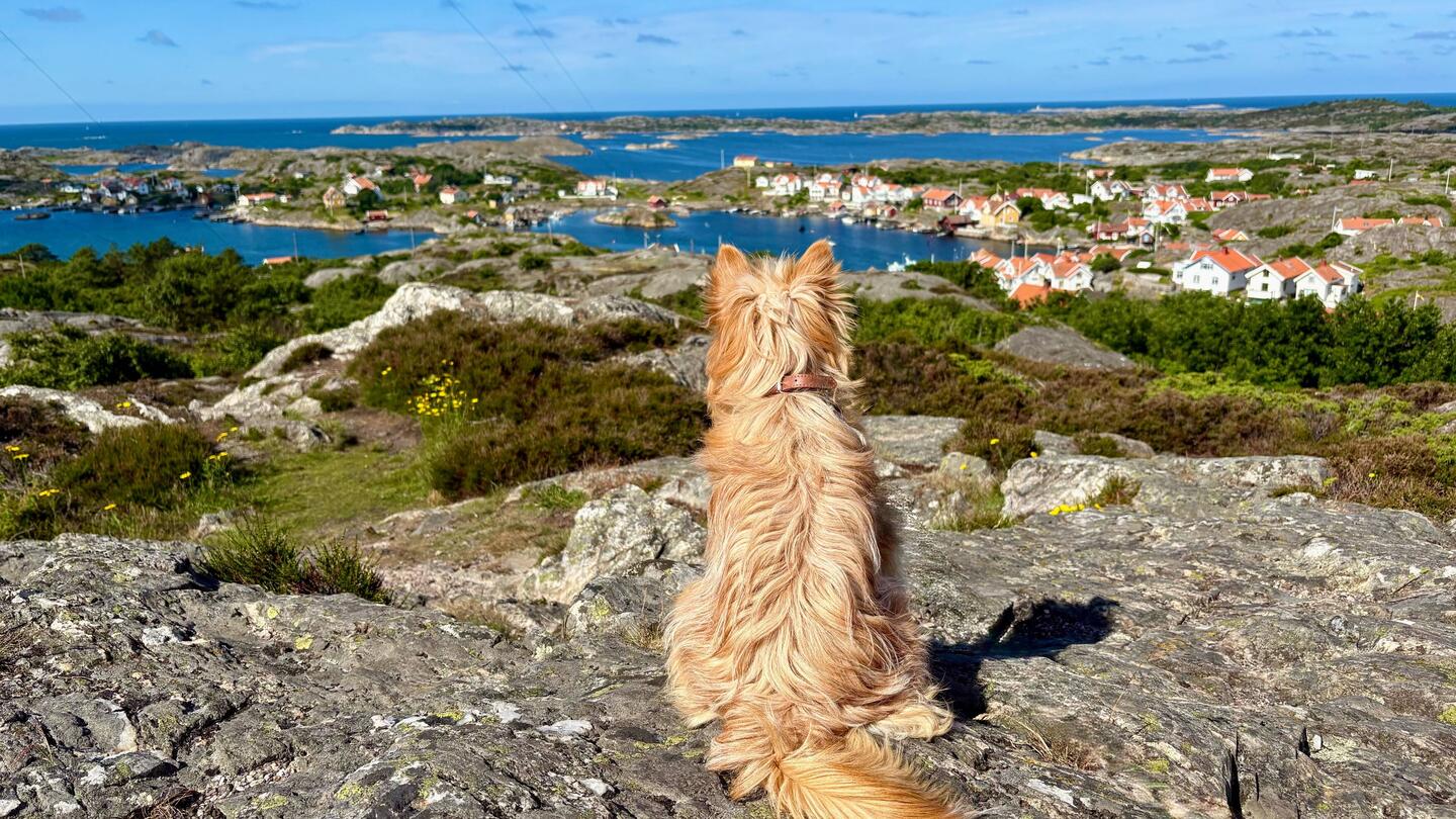 Lilly genießt den Ausblick