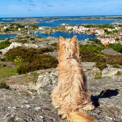 Lilly genießt den Ausblick