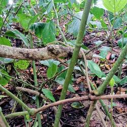 Spot the snake