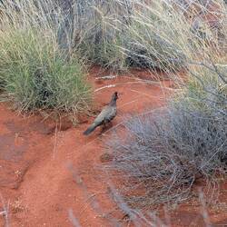 Crested pigeon aka Uluru-due