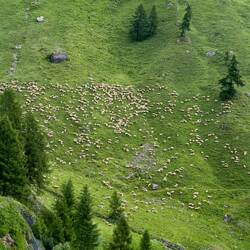 Sheep on the slopes of a mountain ... driving in the Dolomiti — on the way to Colle Santa Lucia.