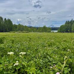 Lots of wildflowers! 💕